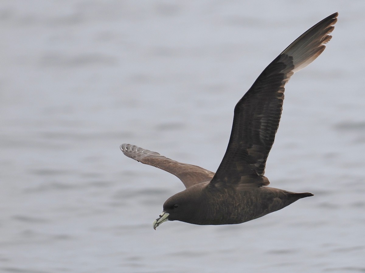 White-chinned Petrel - ML646897725