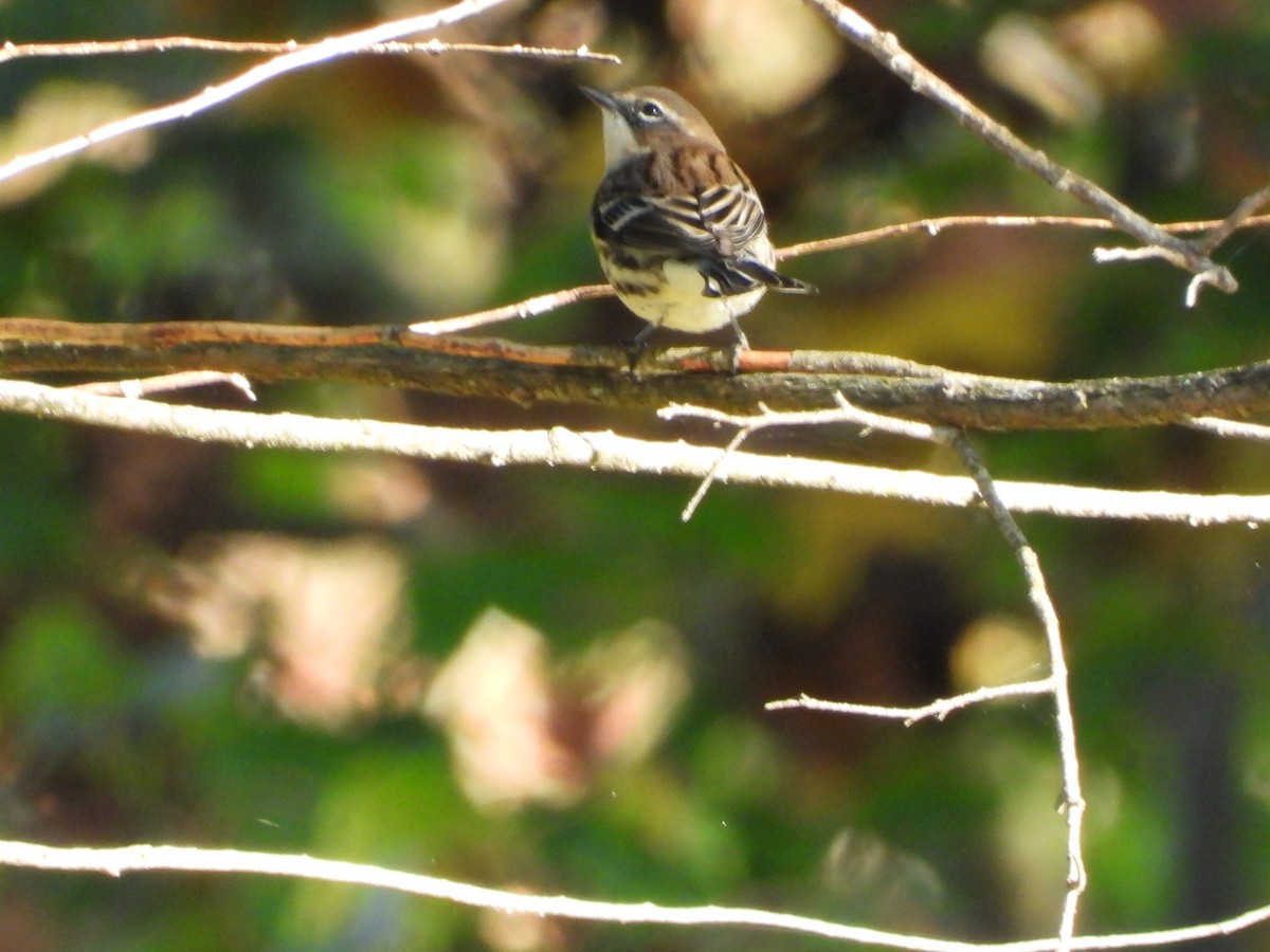 Yellow-rumped Warbler - ML646897729