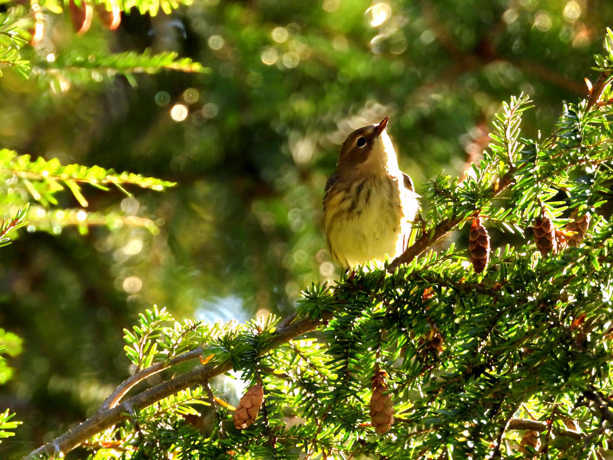 Yellow-rumped Warbler - ML646897730