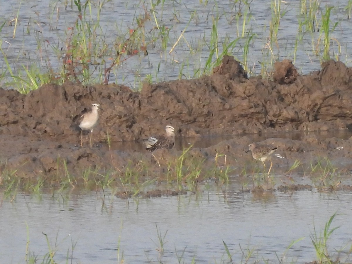 Wood Sandpiper - ML646897733