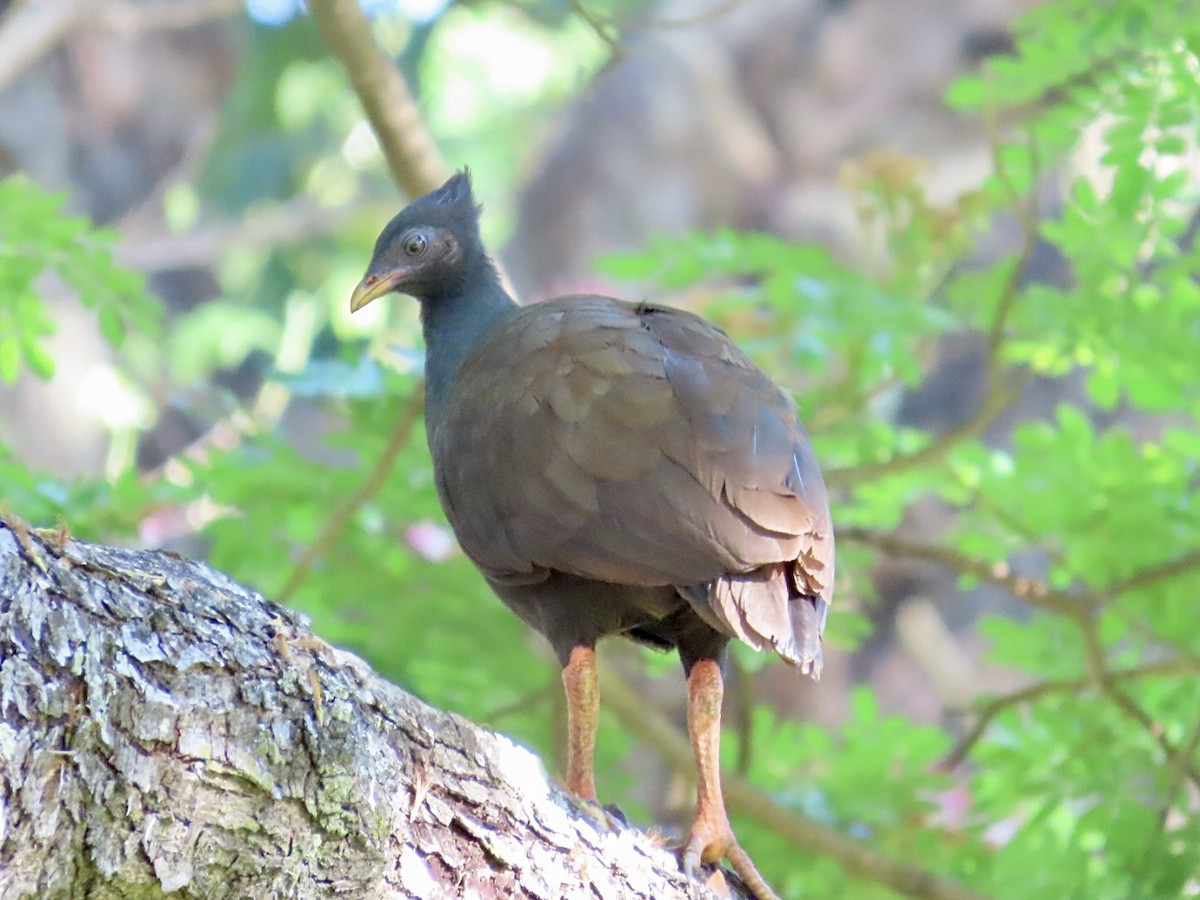 oransjebeinovnhøne - ML646897737