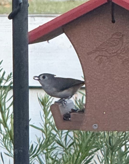 Tufted Titmouse - ML646897742