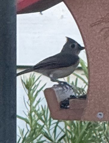 Tufted Titmouse - ML646897743