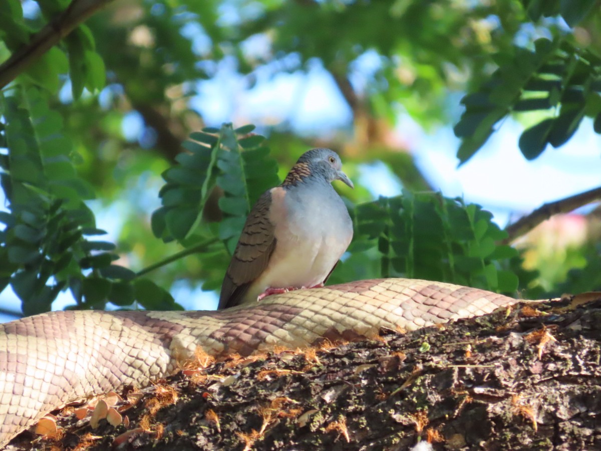 skjellryggdue - ML646897745