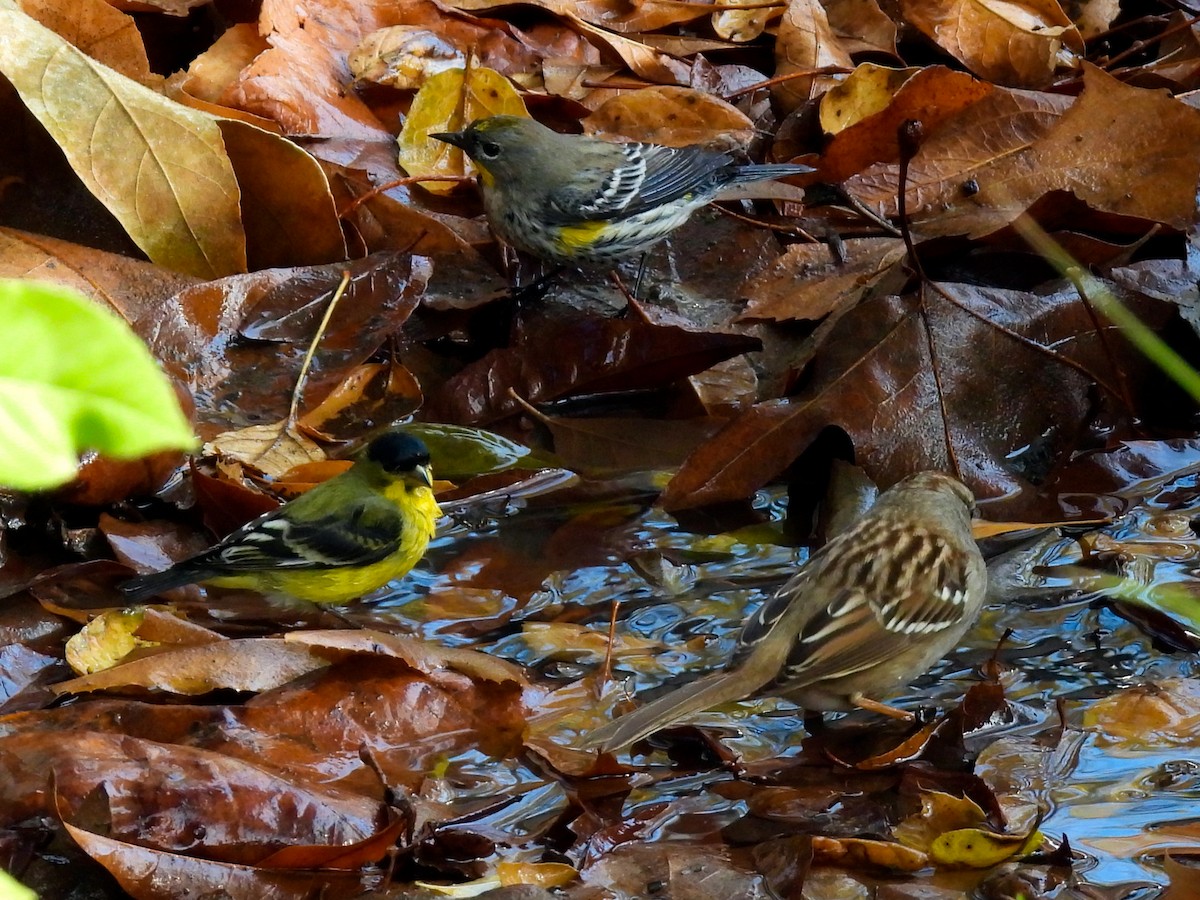 Lesser Goldfinch - ML646897746
