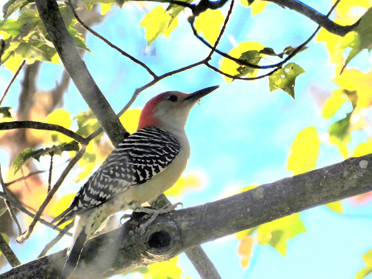 Red-bellied Woodpecker - ML646897747