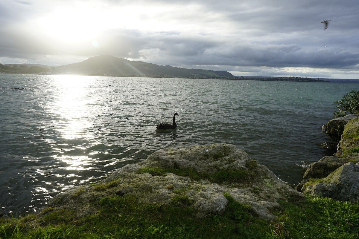 コクチョウ - ML646897749