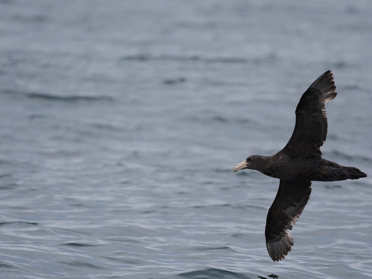 Southern Giant-Petrel - ML646897753
