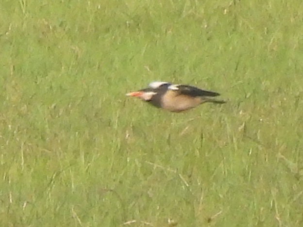 Indian Pied Starling - ML646897754