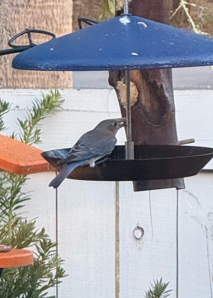 Eastern Bluebird - ML646897755