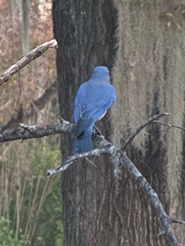 Eastern Bluebird - ML646897756