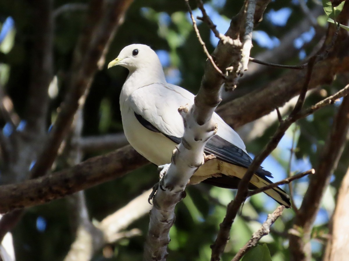 snøkeiserdue - ML646897758