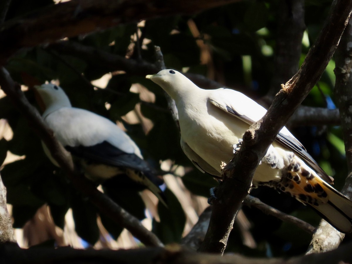 snøkeiserdue - ML646897759