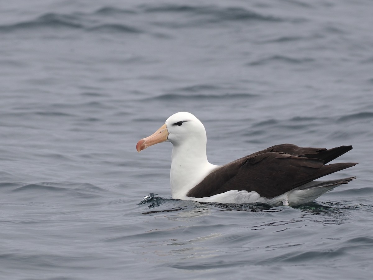 Black-browed Albatross - ML646897760