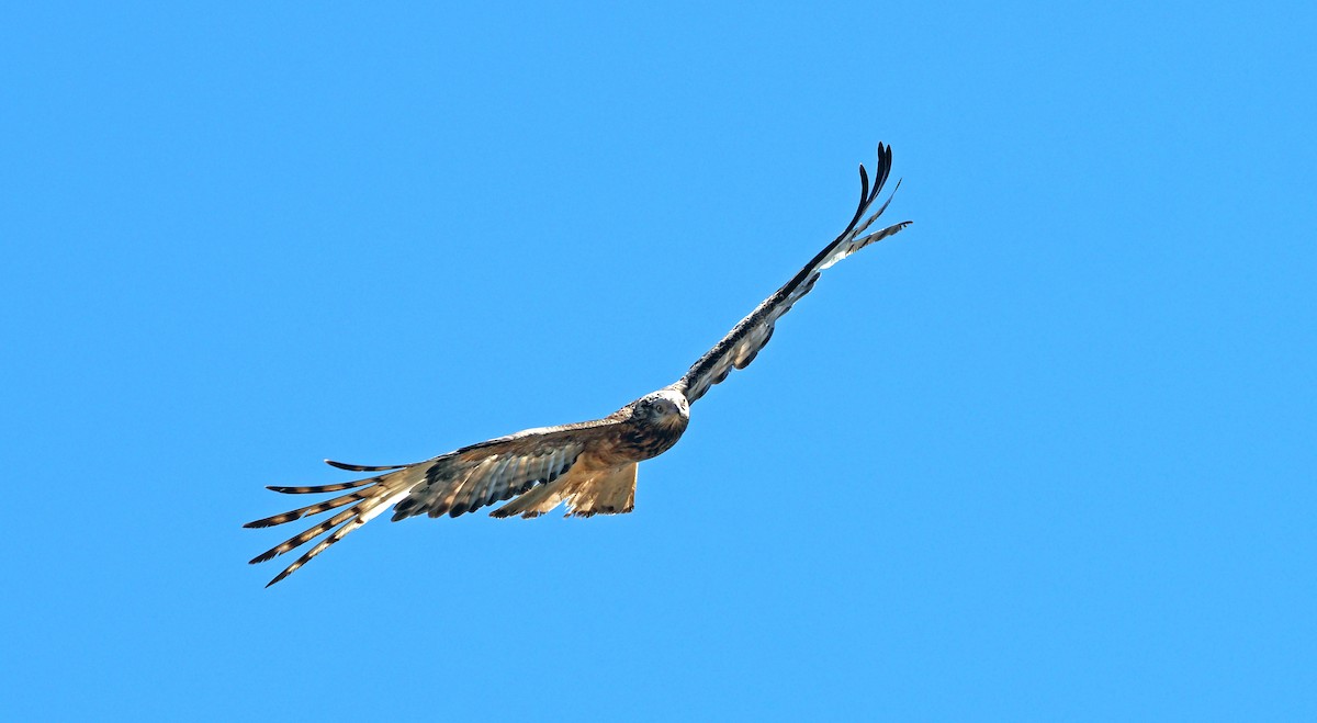 Square-tailed Kite - ML646897761