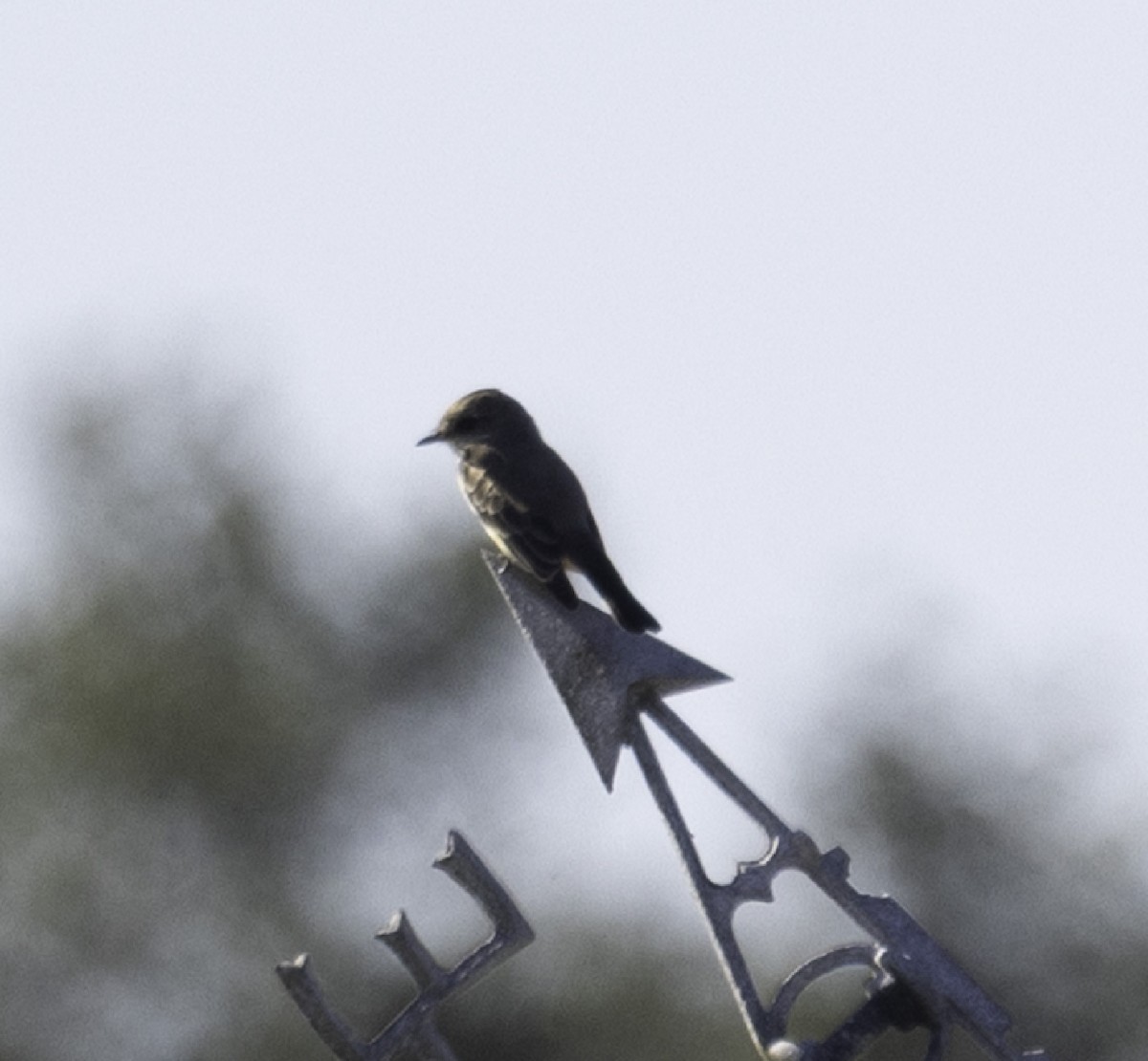 ベニタイランチョウ - ML646897762