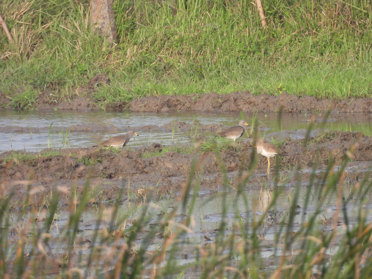 ケリ - ML646897764