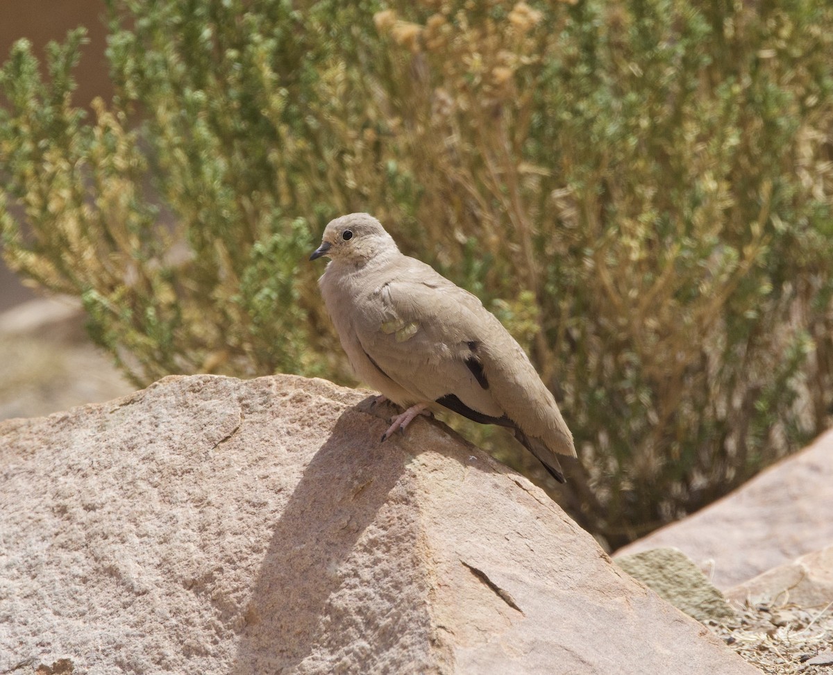 キンボシハシリバト - ML646897767