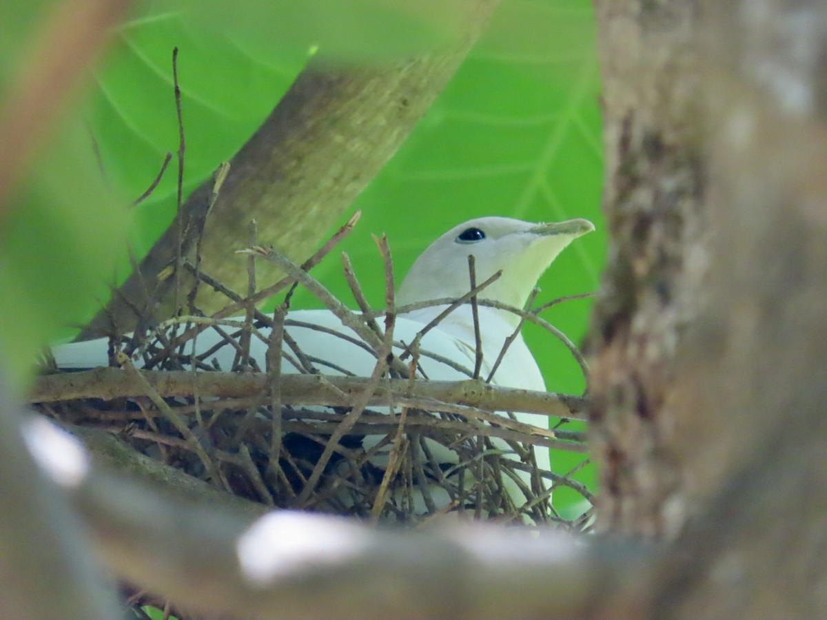 Torresian Imperial-Pigeon - ML646897768