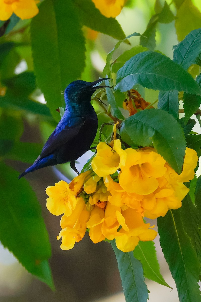 ムラサキタイヨウチョウ - ML646897770