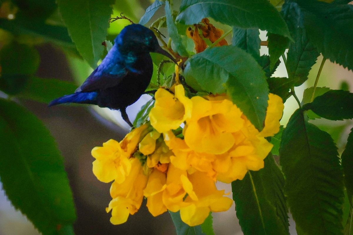 ムラサキタイヨウチョウ - ML646897771