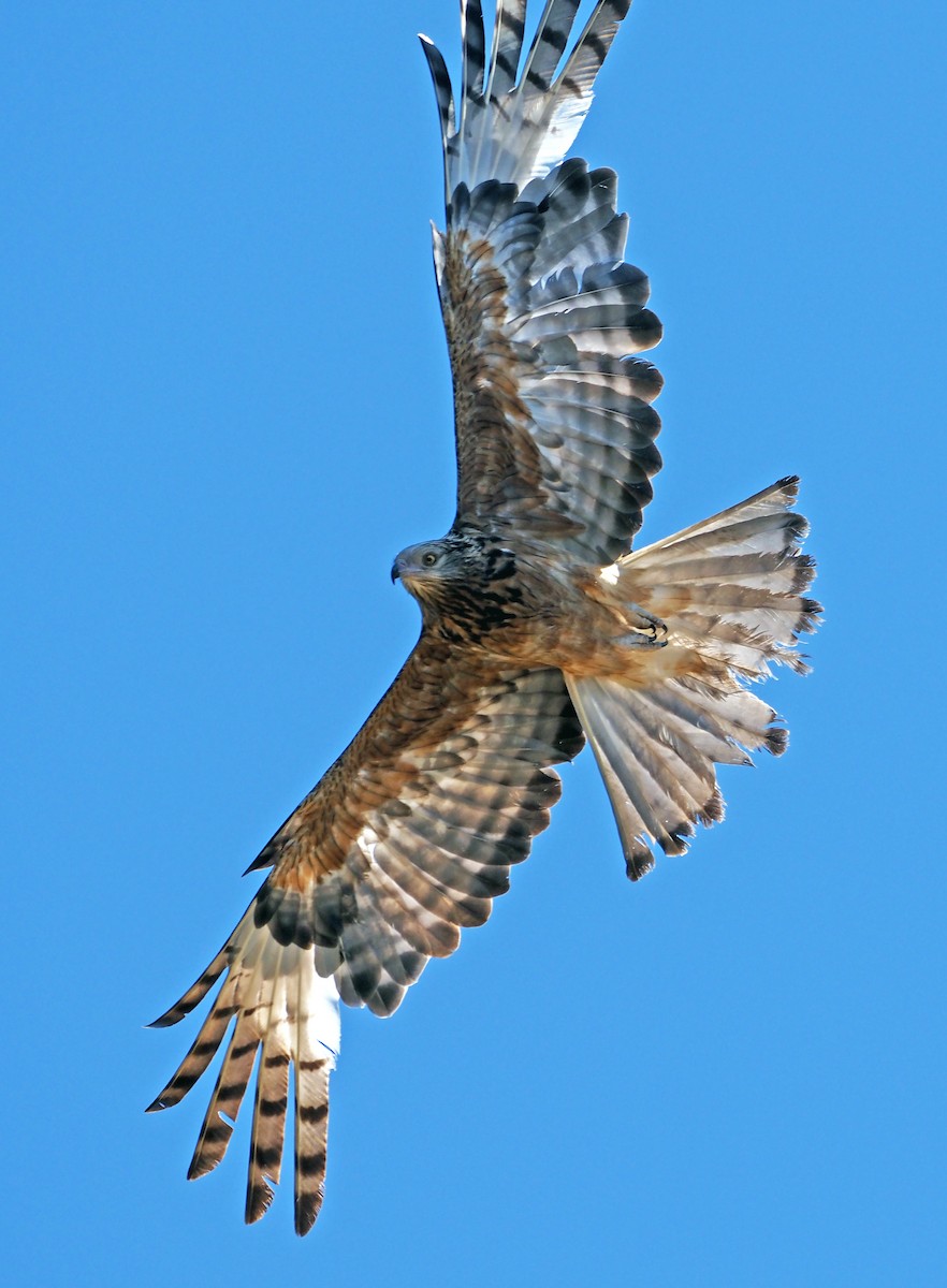 Square-tailed Kite - ML646897775