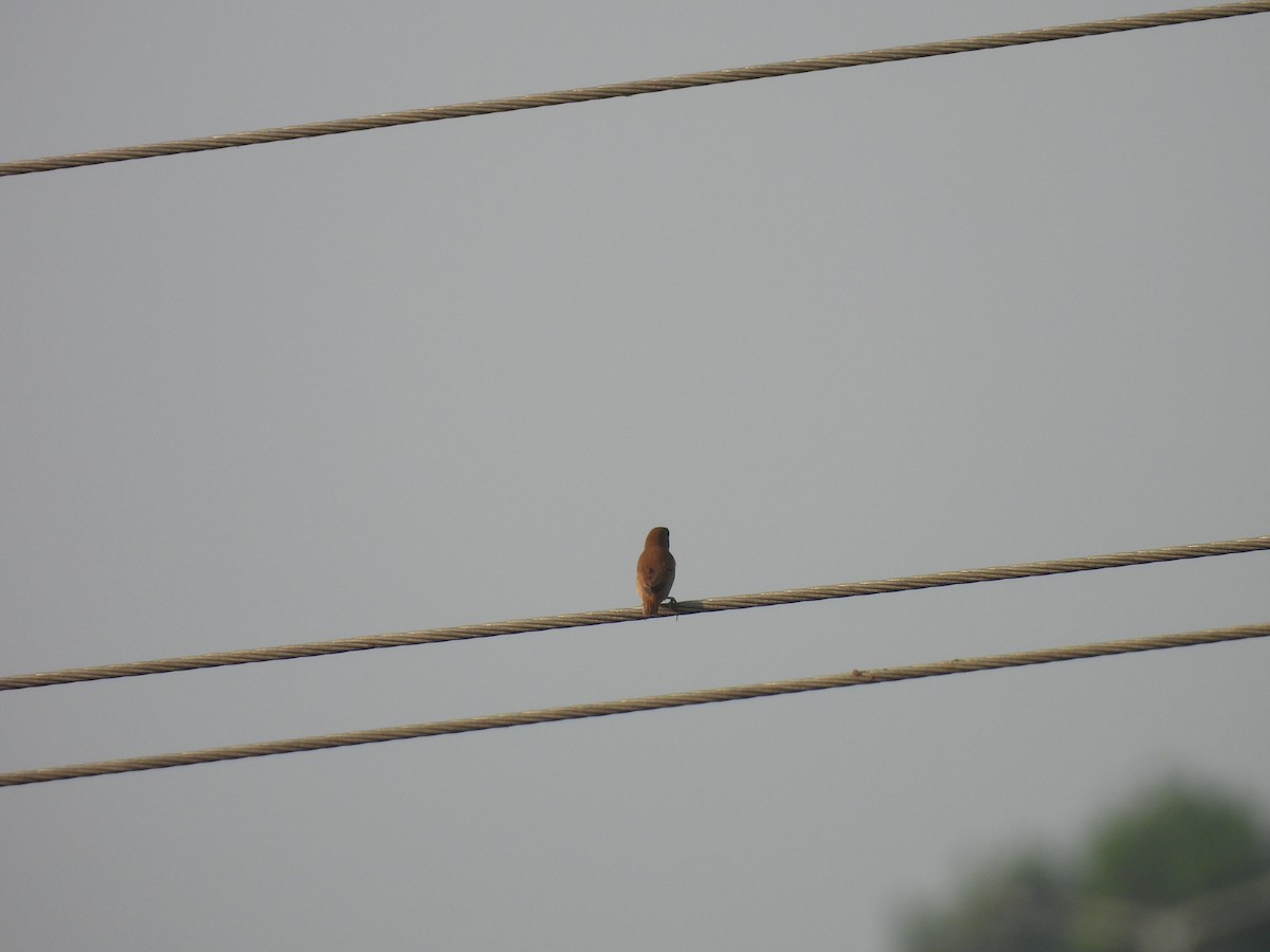 シマキンパラ - ML646897776