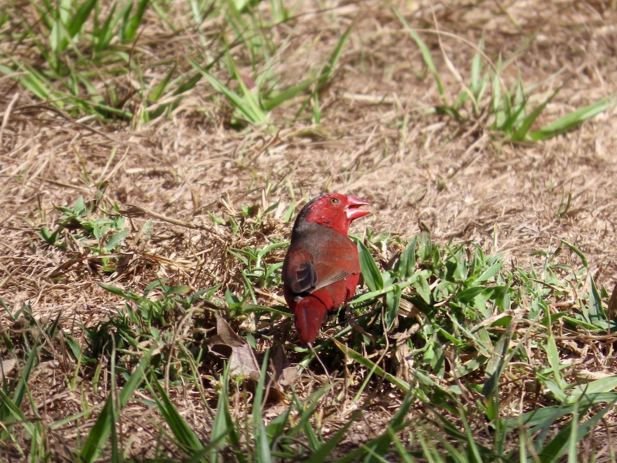 アサヒスズメ（phaeton） - ML646897779