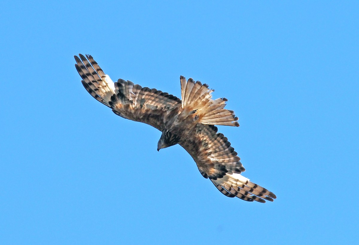 Square-tailed Kite - ML646897785