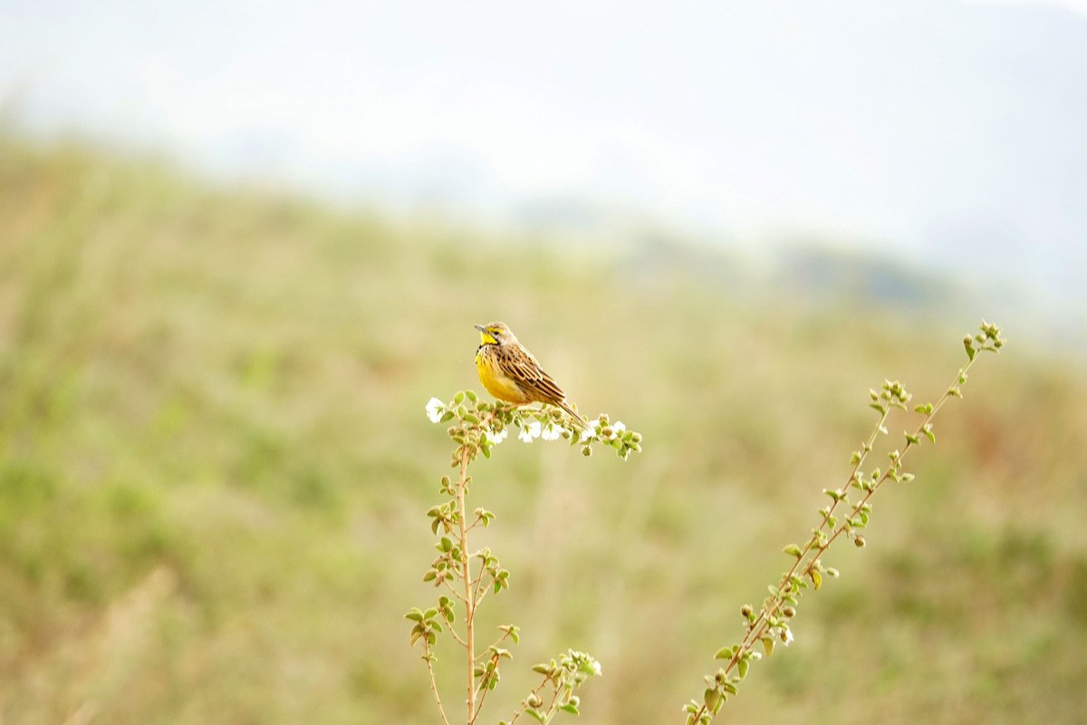 キムネツメナガタヒバリ - ML646897786