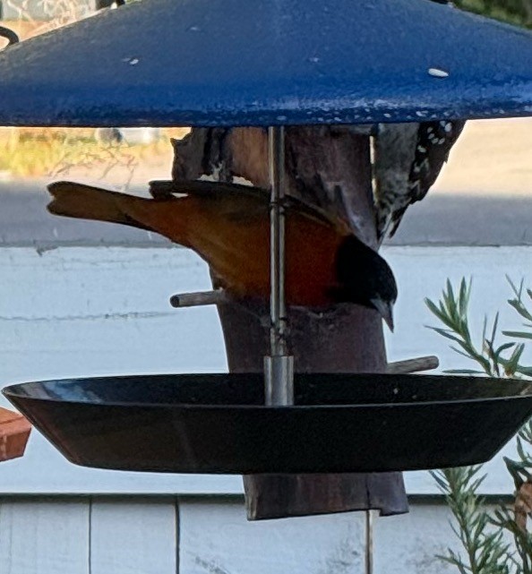 ボルチモアムクドリモドキ - ML646897787