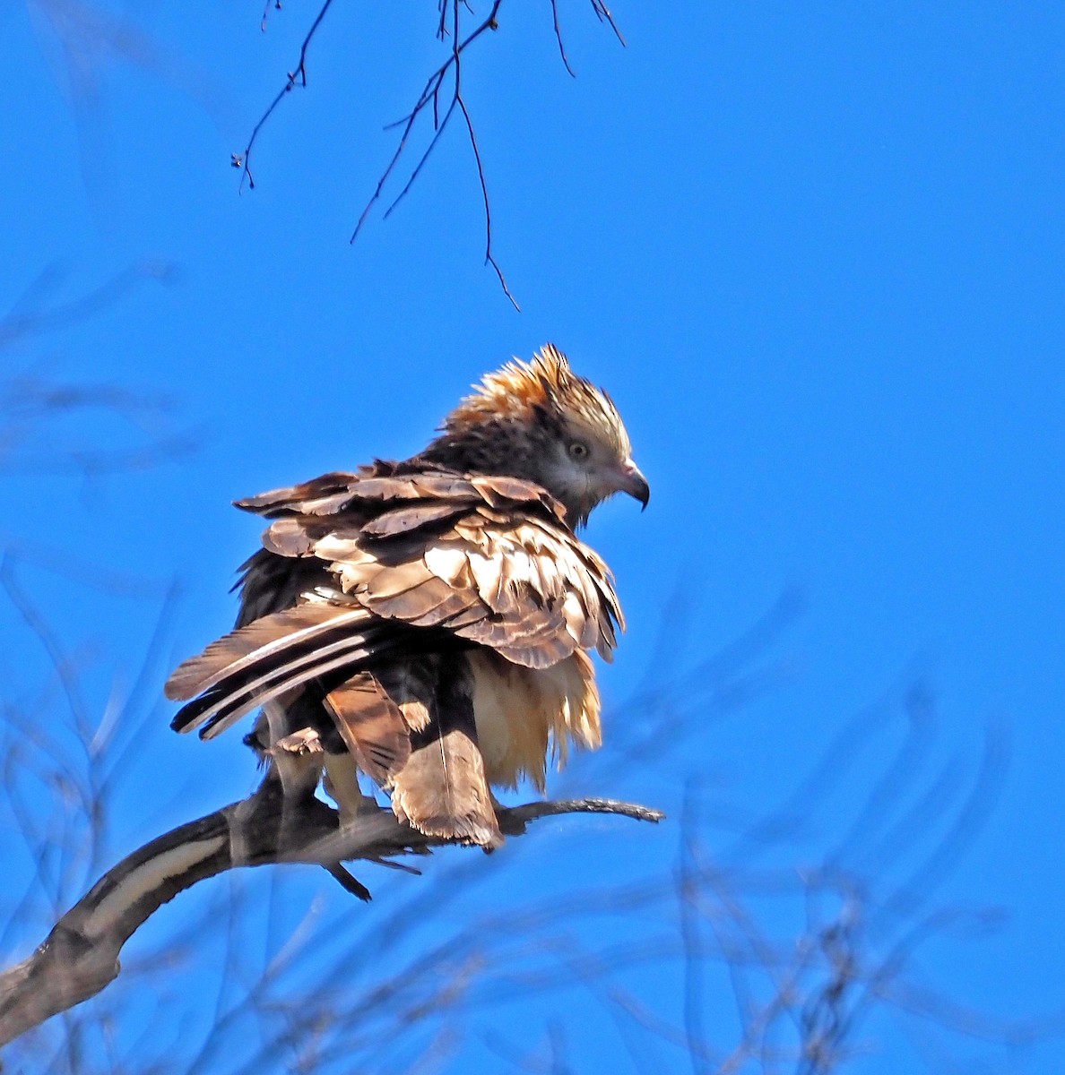 Square-tailed Kite - ML646897788