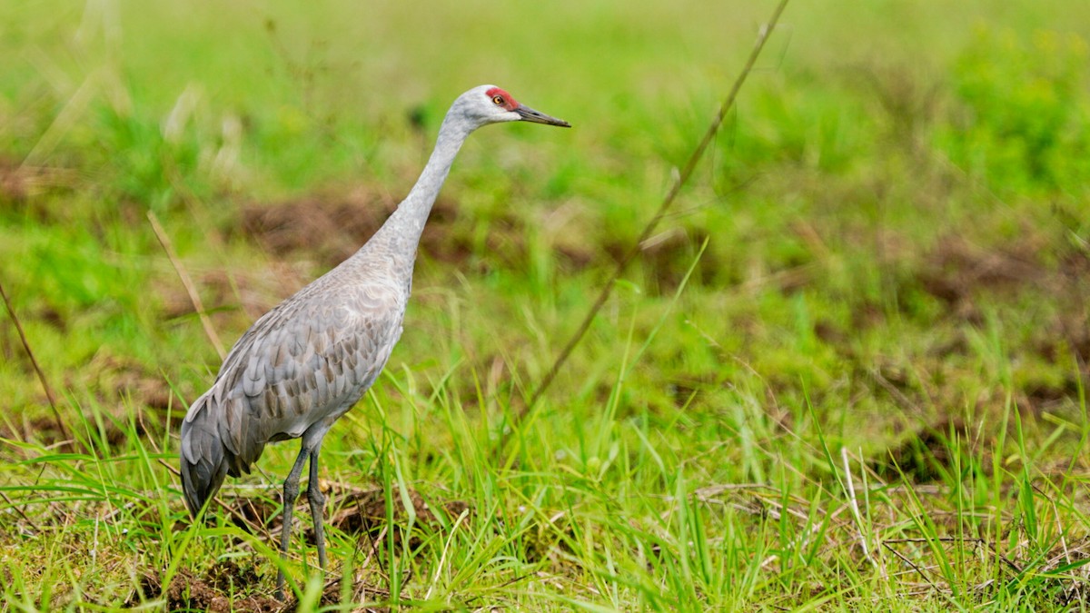 沙丘鶴 - ML646897789