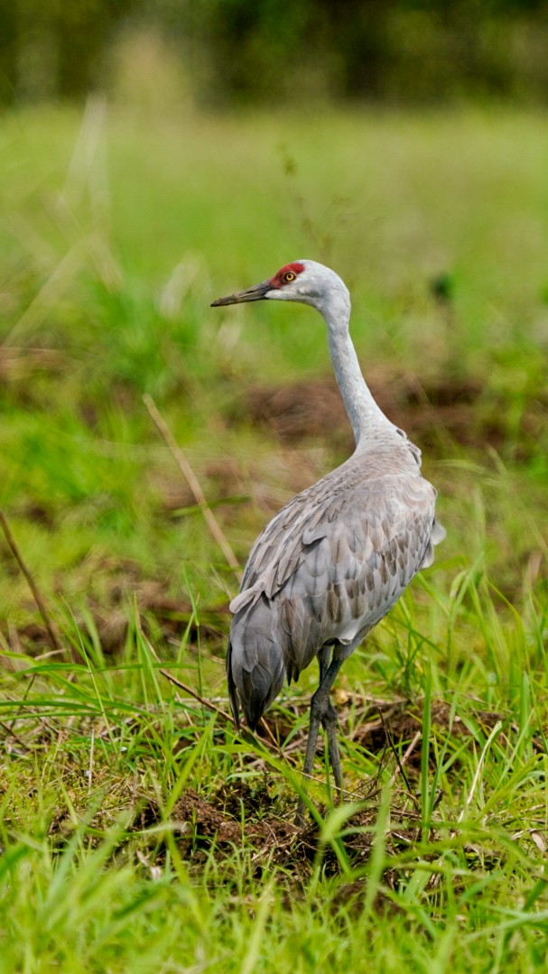 沙丘鶴 - ML646897790
