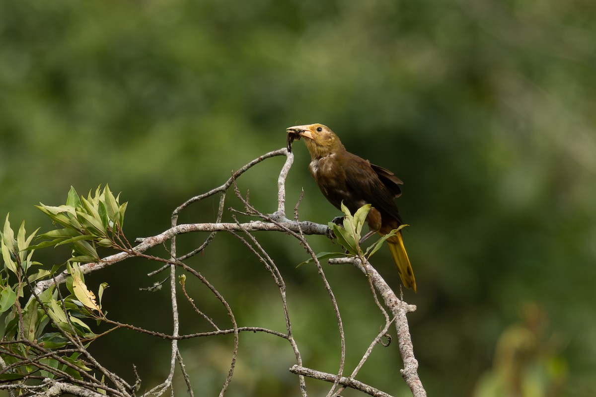 セアカオオツリスドリ - ML646897791