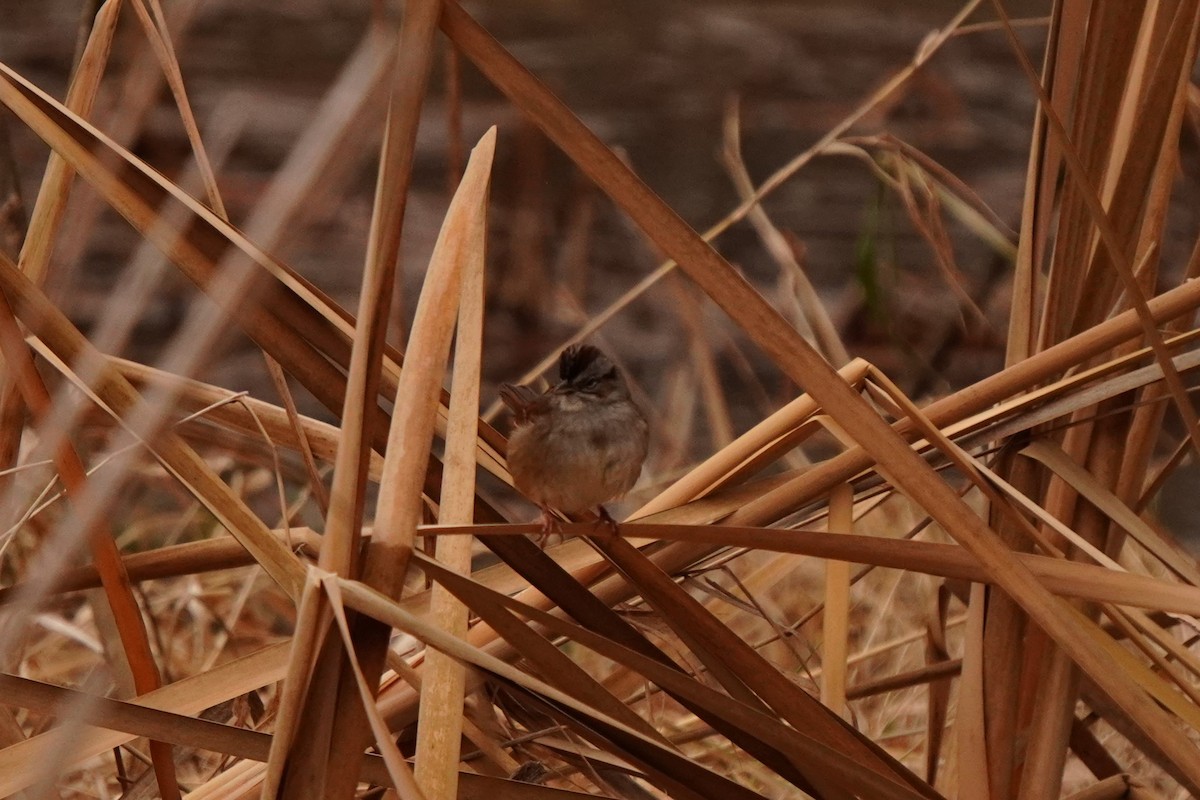 ヌマウタスズメ - ML646897792