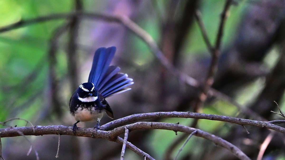 ムナボシオウギビタキ - ML646897802