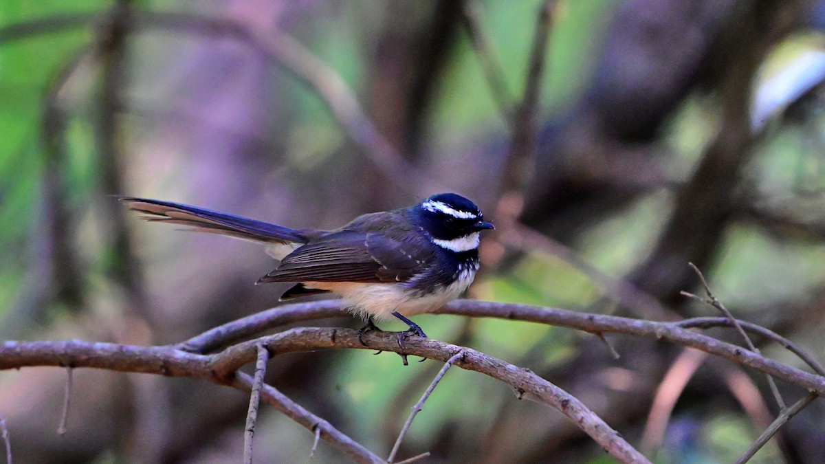 ムナボシオウギビタキ - ML646897803