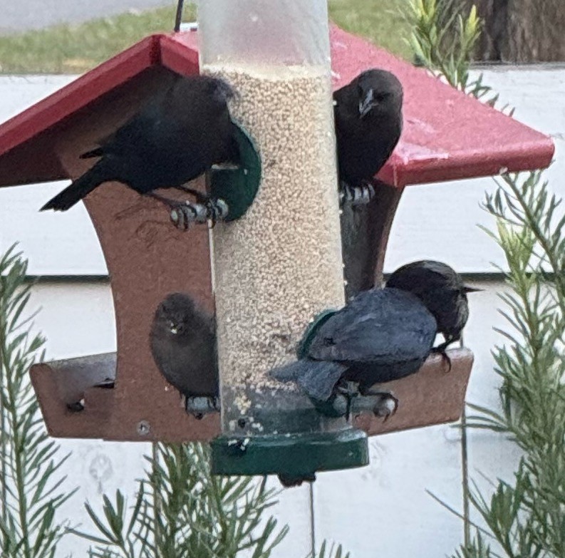 コウウチョウ - ML646897804