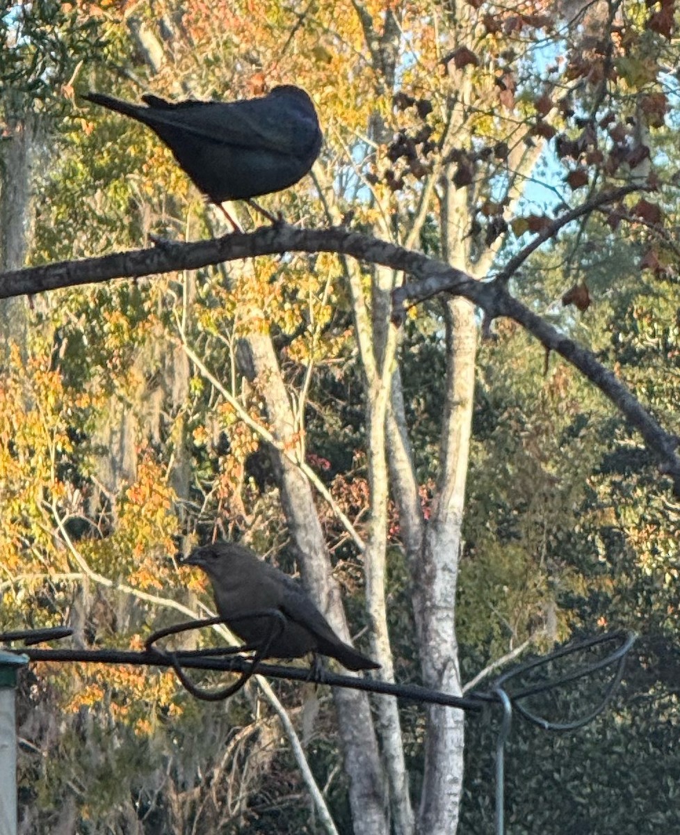 コウウチョウ - ML646897805