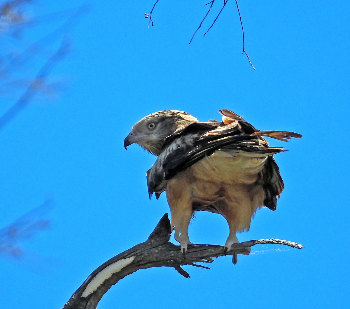 Square-tailed Kite - ML646897807
