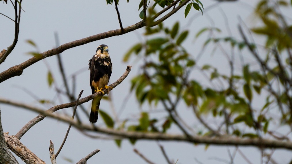 Aplomado Falcon - ML646897808