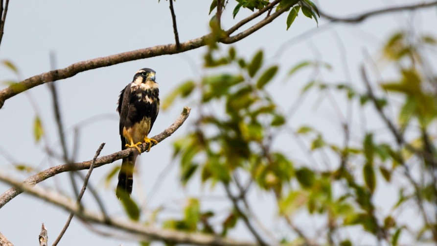 Aplomado Falcon - ML646897809