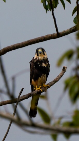 Aplomado Falcon - ML646897810