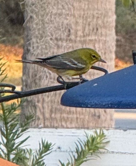 マツアメリカムシクイ - ML646897811