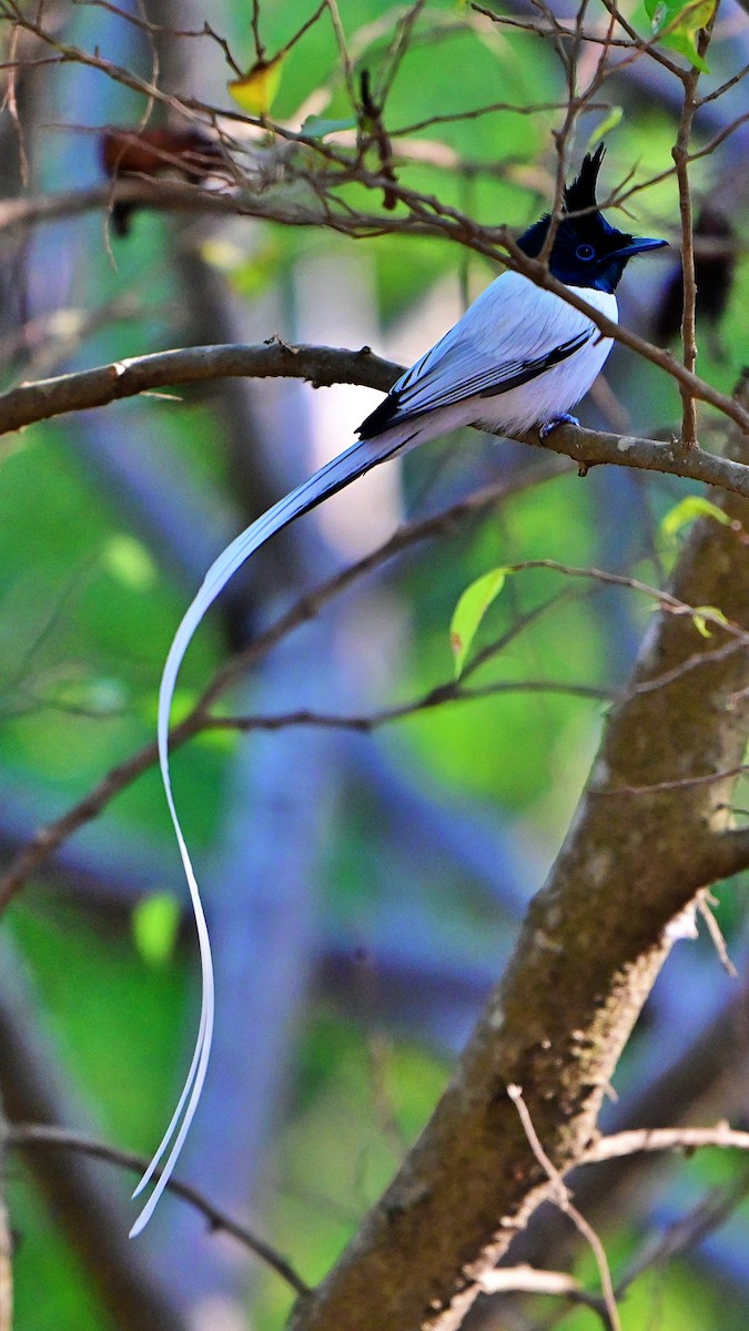 Monarca del Paraíso Indio - ML646897812