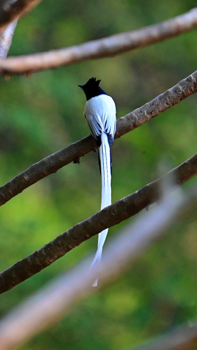 Monarca del Paraíso Indio - ML646897813