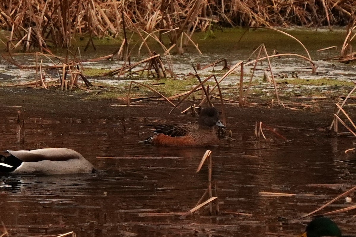 American Wigeon - ML646897814