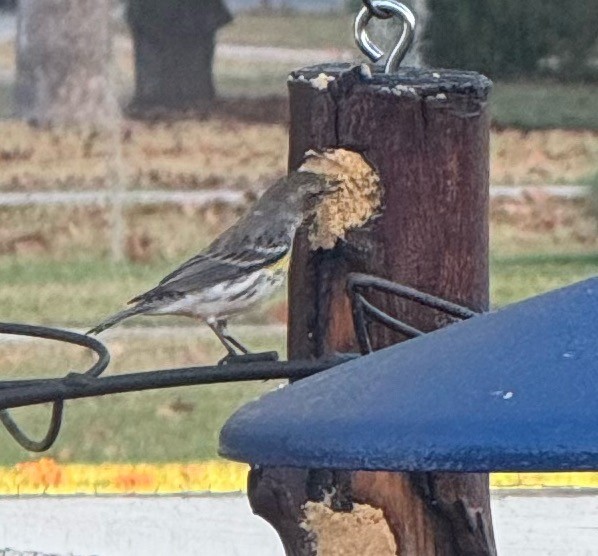 Yellow-rumped Warbler - ML646897815