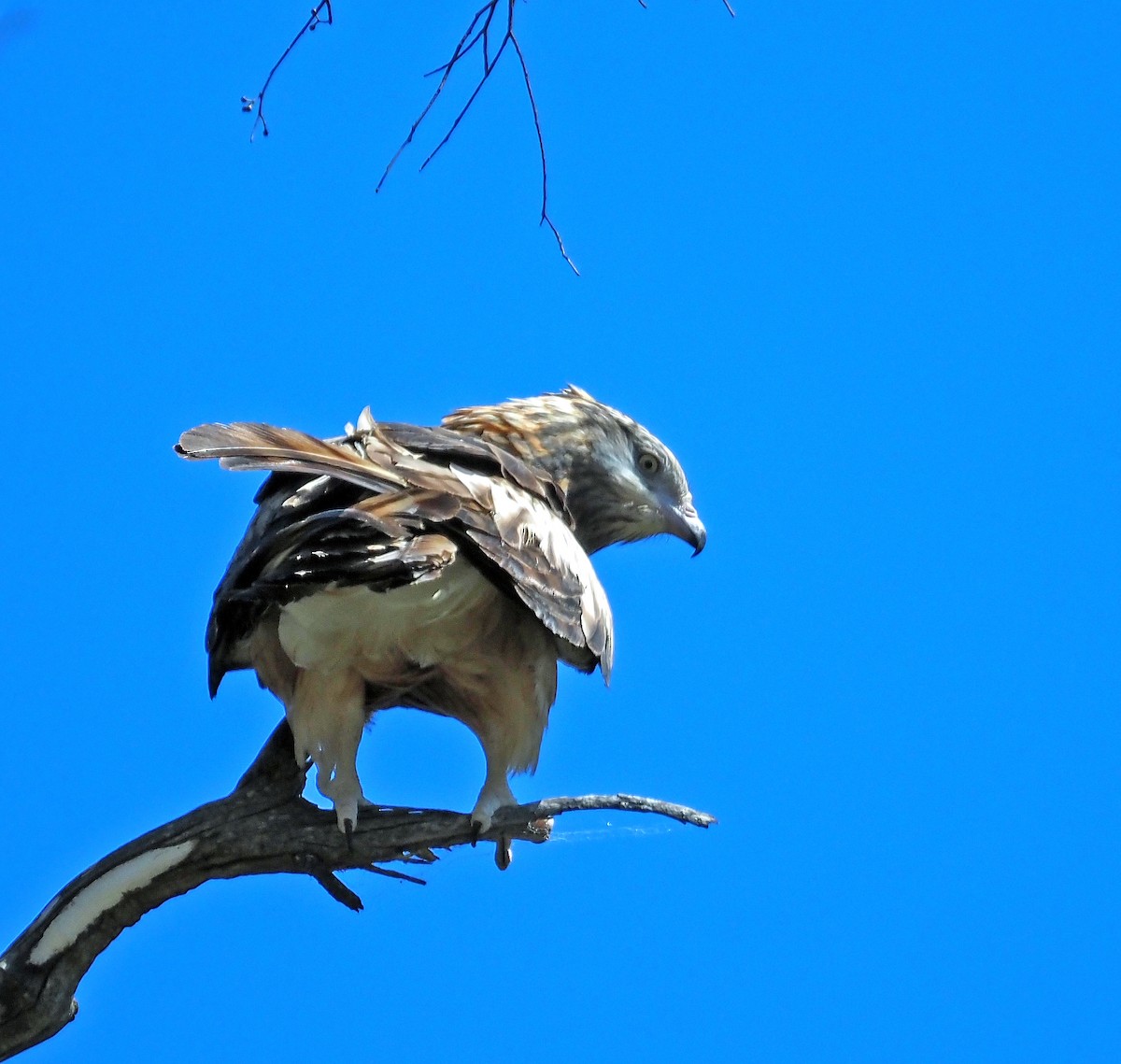 Square-tailed Kite - ML646897816